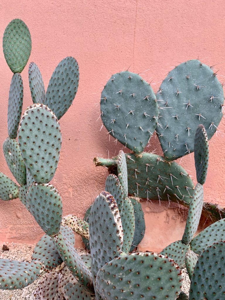 Cacti in front of a salmon-coloured wall