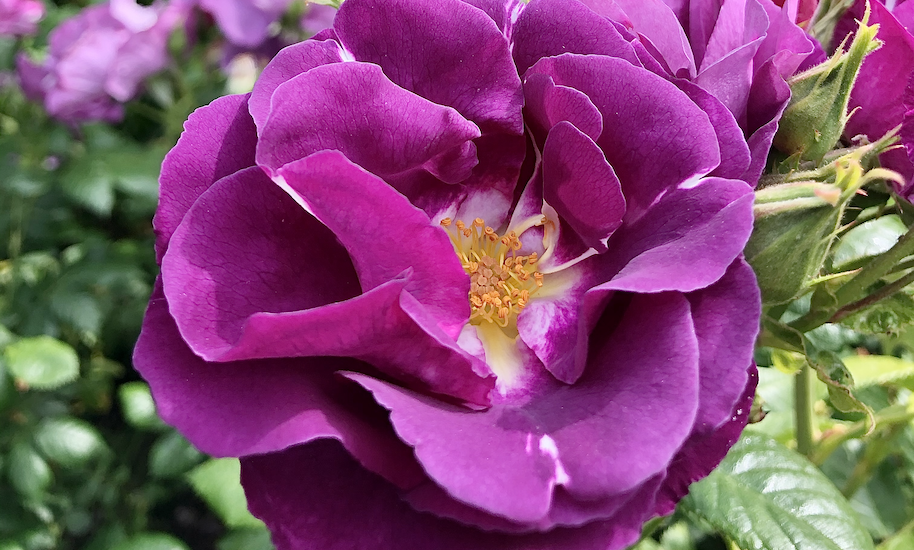 Purple rosebush blooms in Vondelpark Amsterdam