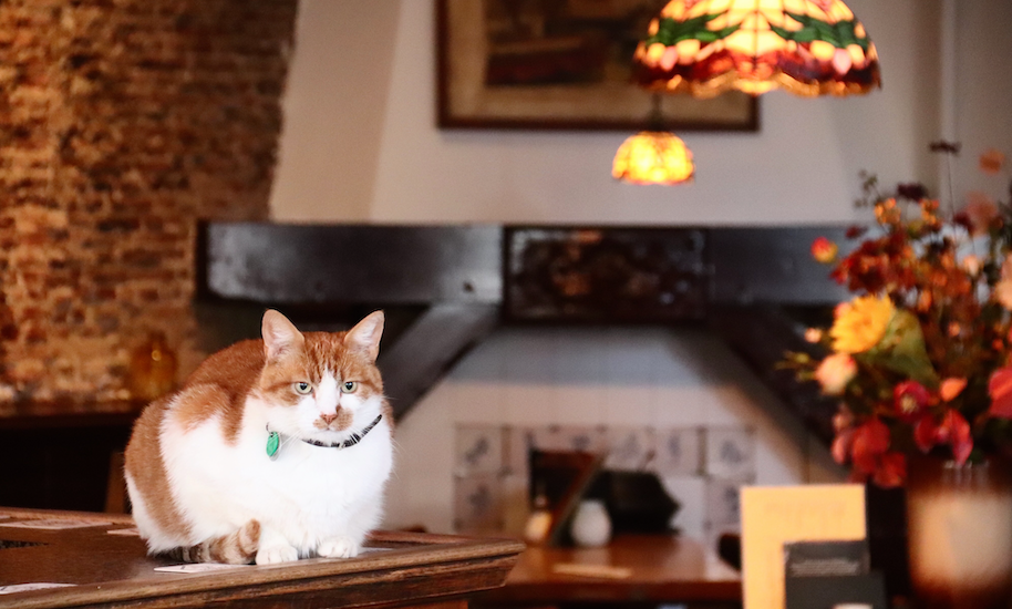 Red and white pub tiger on a counter in a café