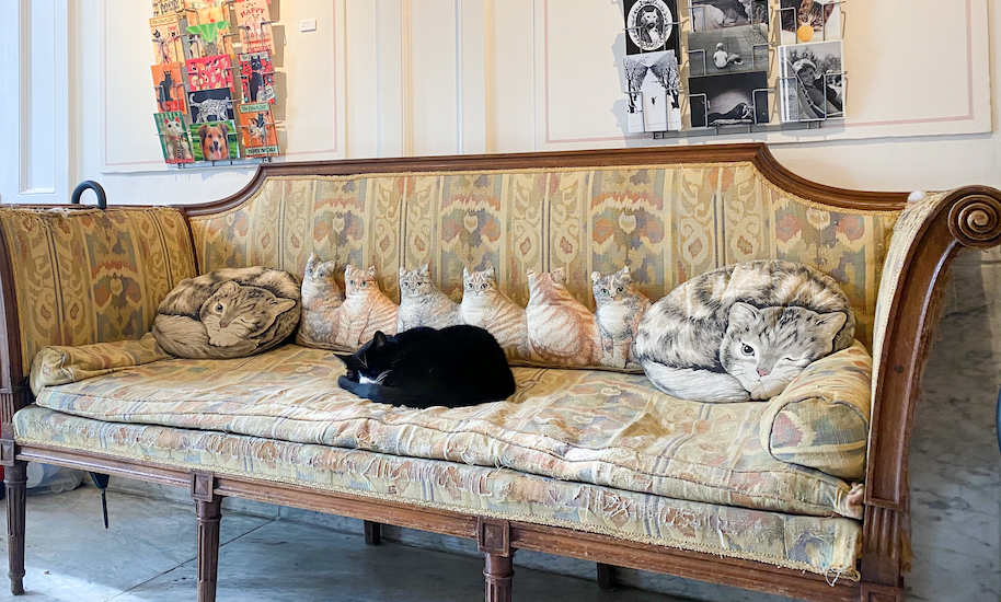 Black pub tiger sleeps on an old sofa with a cat cushion