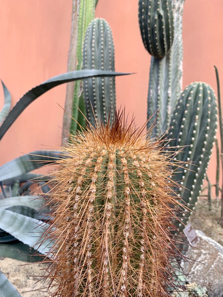 Various cacti in front of a salmon-coloured wall in the Botanic Garden in Amsterdam